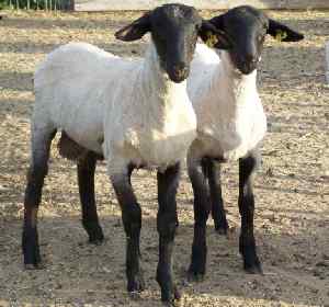 Purebred Suffolk Ram Lamb