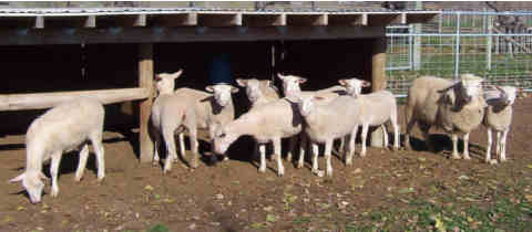 Arcott ewe lambs with buck